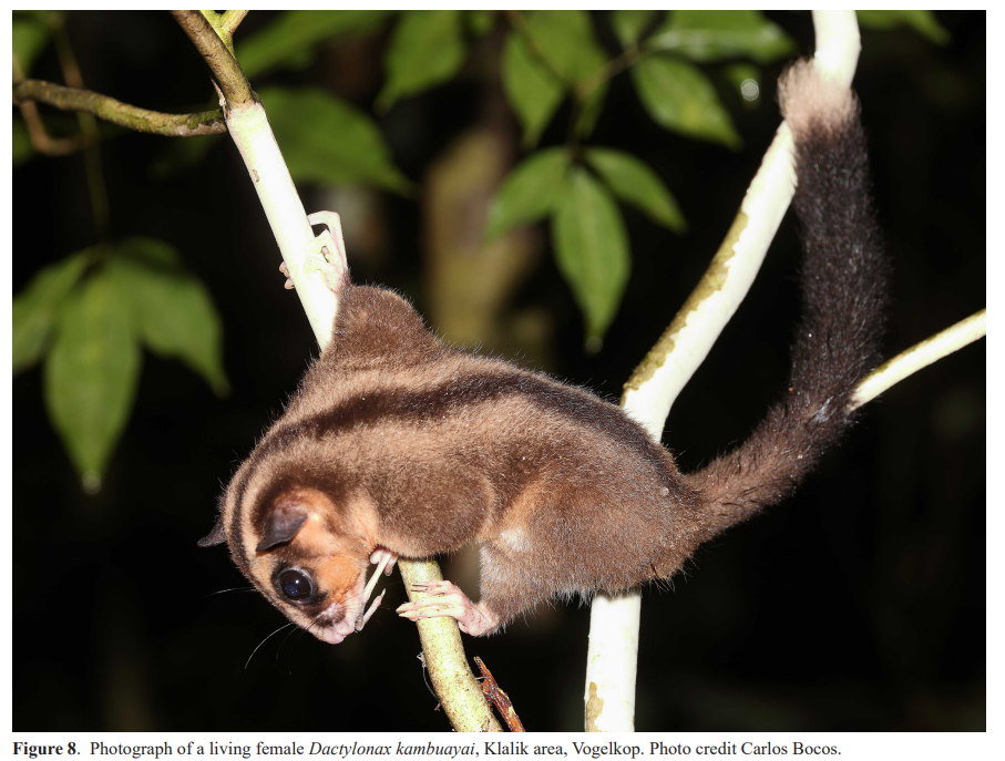 Bangkit dari Fosil: Kusu Kerdil Jari Panjang Tersua di Papua