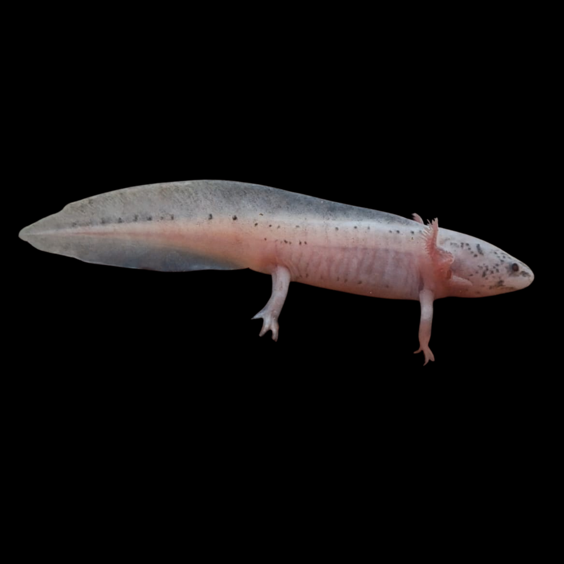 Berkenalan dengan Monster Air Abadi dari Meksiko