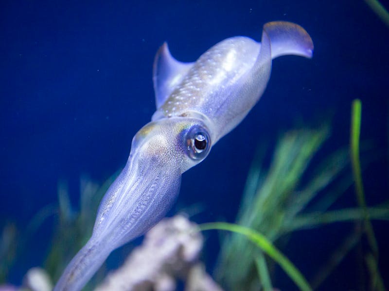 Cumi-cumi vs Sotong, Kenali Perbedaannya!