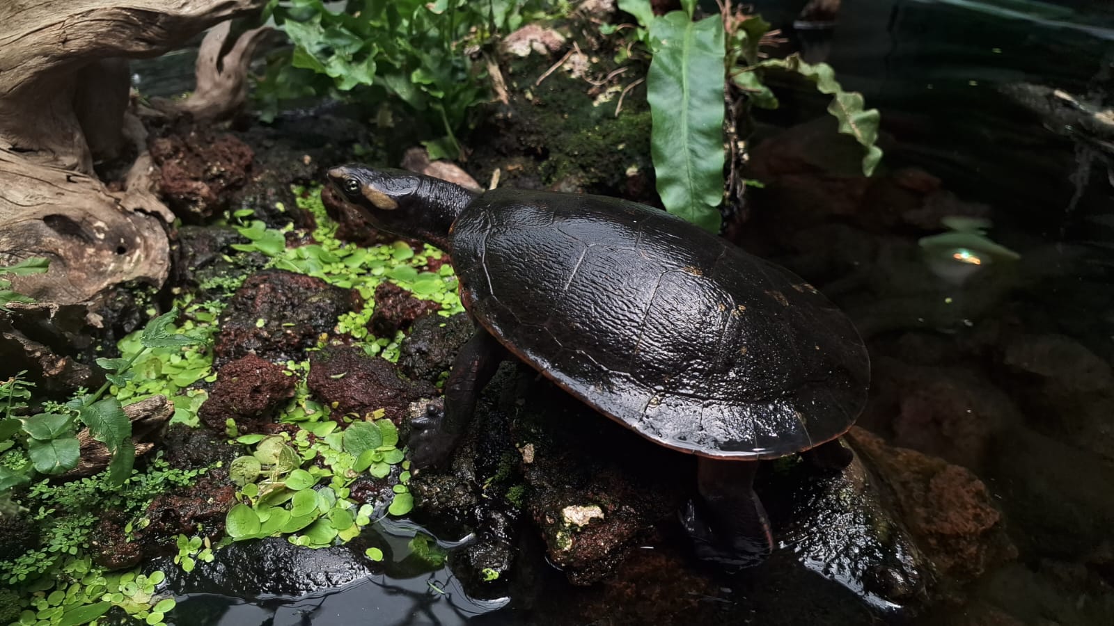 Pesona Reptil Dada Merah dari Perairan Papua