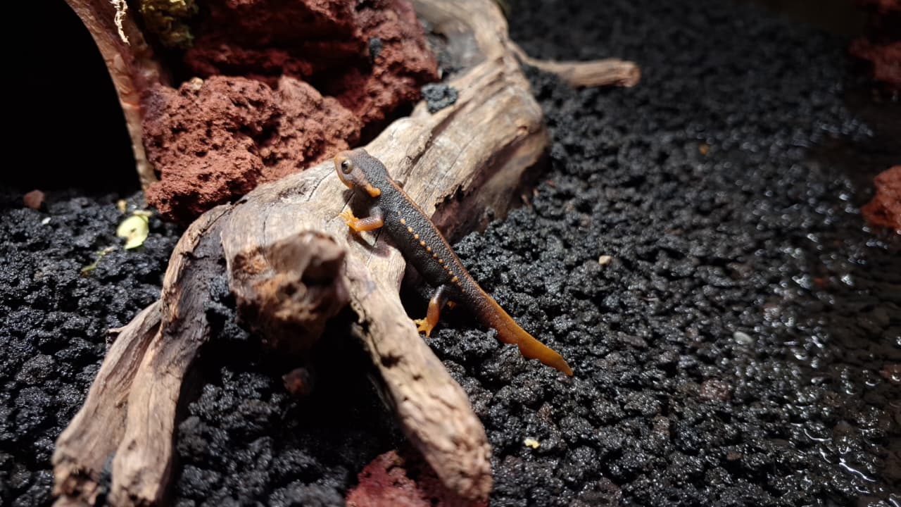 Mengenal Salamander Buaya: Fosil Hidup dari Asia Tenggara