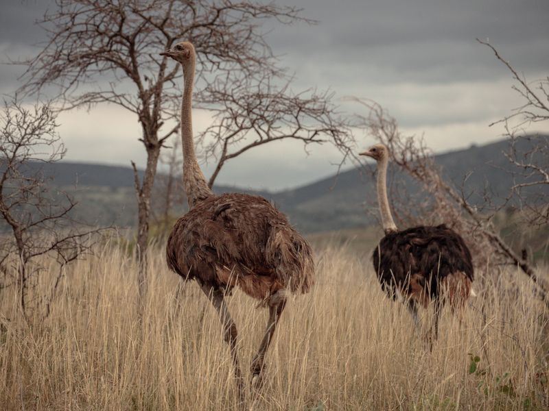 Jelajahi Fakta Menakjubkan dari Burung Pelari Afrika