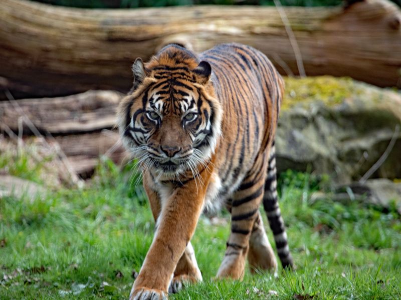 Selamat Merayakan Hari Harimau Sedunia, KawAnimalium!