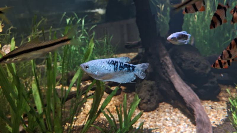 Mengenal Sepat Biru, si Cantik Penghuni Rawa