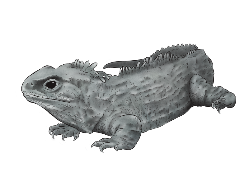 Serupa Tapi Tak Sama, Inilah Tuatara yang Ternyata Bukan Kadal