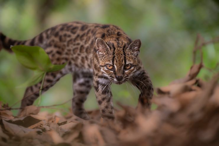 Sorak Semarai Dunia Rayakan Spesies Kucing Baru dari Bolivia