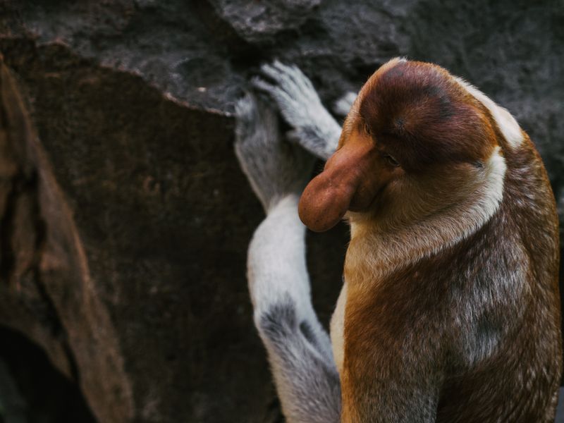 Duka di Pelupuk Mata, Belasan Bekantan Dipanggang Karhutla