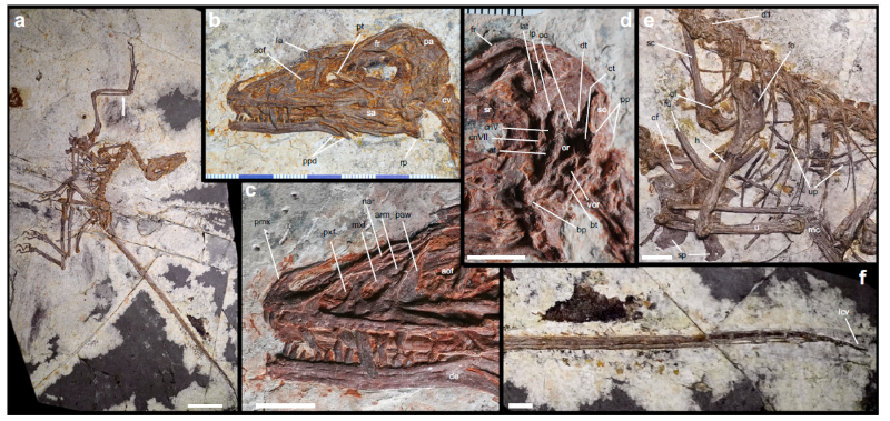 Menakjubkan! Dinosaurus Baru Kembali Tersua di China